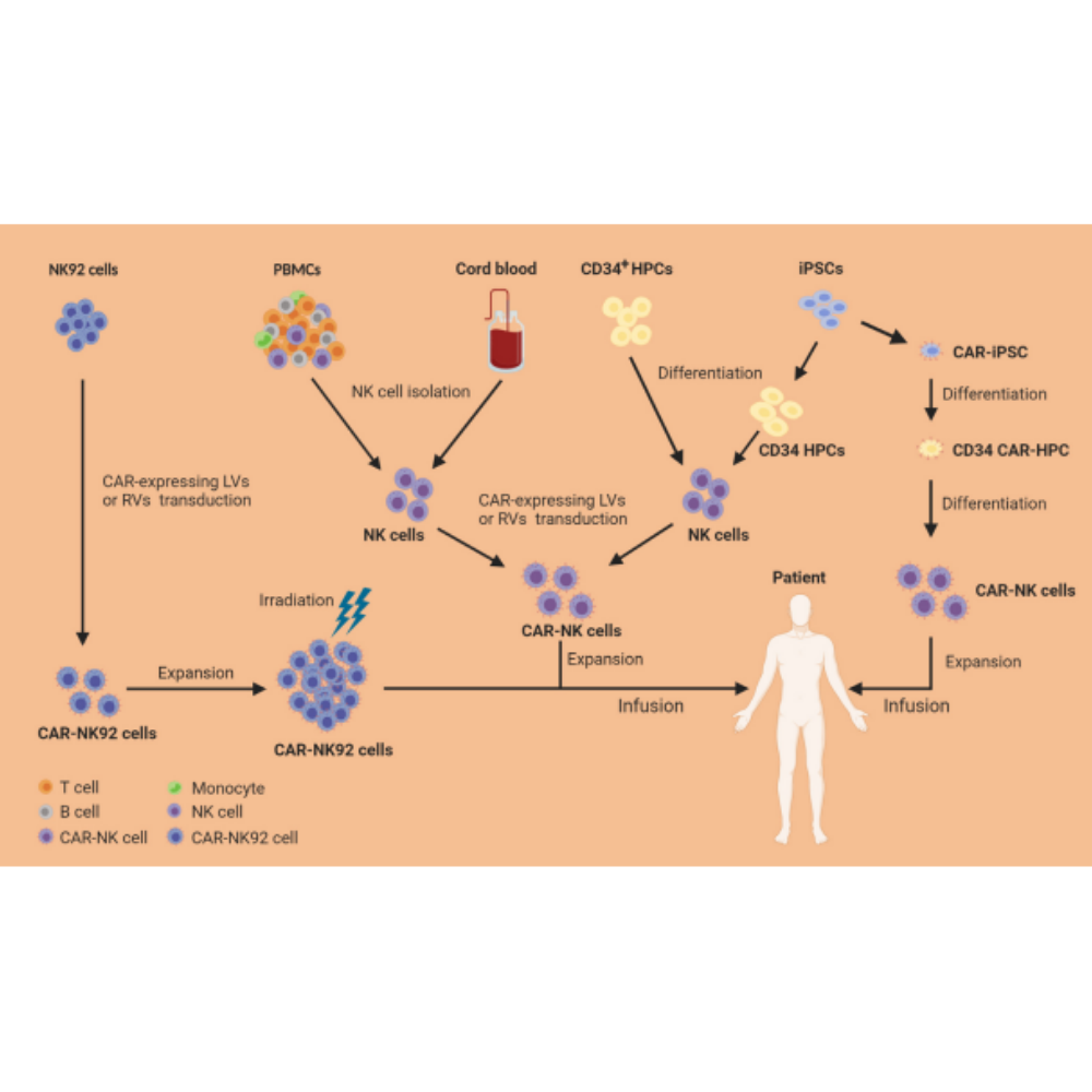CAR-NK cells: A promising cellular immunotherapy for cancer